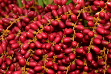 The dwarf date palm or Ceylon date palm found in India and sri lanka. It's black when ripe and...