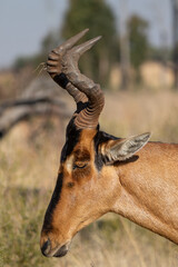 Red Hartebeest, Addo Elephant National Park