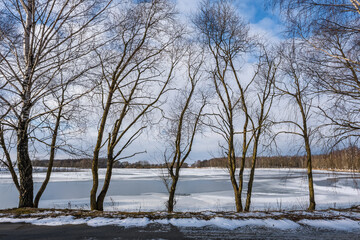 silhouettes of naked trees against the background of a winter frozen lake and a snowy landscape