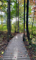 Fototapeta premium Sentier en forêt par une belle journée de fin d'été, début automne. Promenade dans un parc naturel sur des passerelles en bois. Lumière du soleil qui est filtrée entre les feuilles des arbres colorées