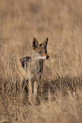Black Backed Jackal, Kruger National Park