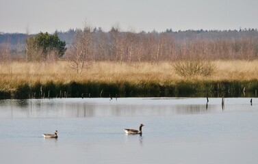 Gänse auf dem Teich im Himmelmoor