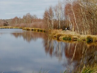 Birken am Teich im Himmelmoor bei Hamburg