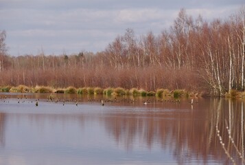 Himmmelmoor mit Vögeln und Pflanzen