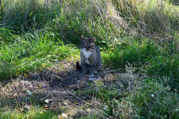 a colorful cat sitting in the grass