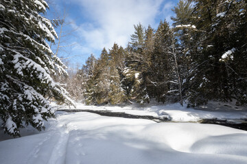 Snowy winter forest landscape in Algonquin Park Ontario
