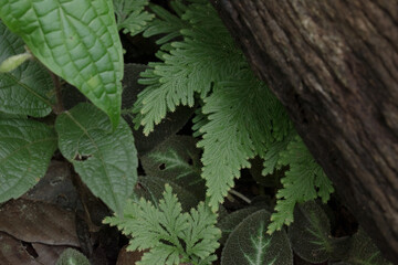 Forest