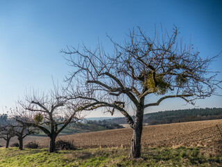 Obstbaumschnitt im Fr&uuml;hjahr