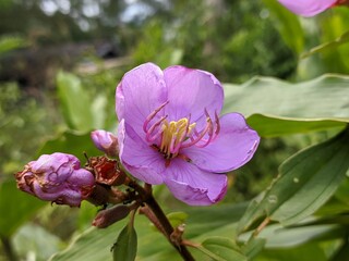 Naklejka na ściany i meble Senggani flower or Harendong flower (Melastoma malabathricum) thrives in the tropical nature of Kalimantan