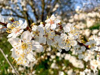 Spring is coming. Apple tree blossom in apple orchard. Sunny day