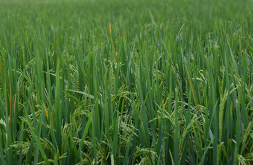 paddy, green wheat field