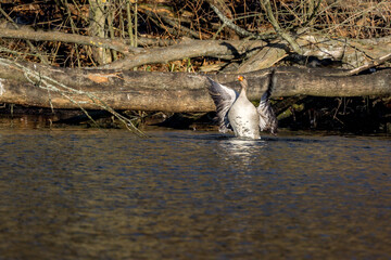 Gęś strosząca pióra © rpetryk