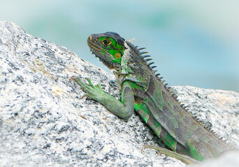 bright green iguana shedding his skin