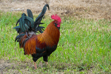 rooster in the grass