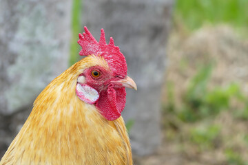 rooster in the farm