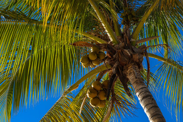 Palm tree with coconuts with a tropical blue sky. 
