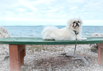 pekingese dog lying on bench in front of ocean