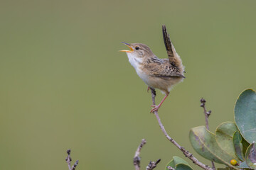 corruíra-do-campo (Cistothorus platensis)