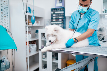 Veterinarian doctor with face protective mask examining a Samoyed at vet ambulance.