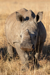 Obraz premium White Rhino Calf, South Africa