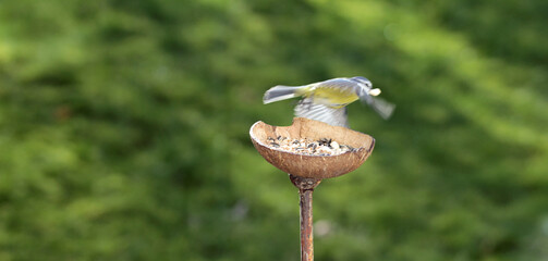 blue titmice eat peanuts