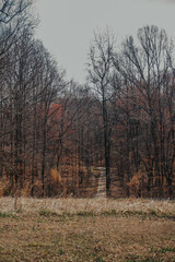 Obraz premium a road in a forest