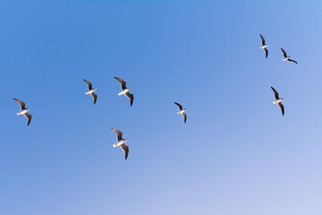 seagull flying high on the wind. flying gull. Seagull flying on beautiful clear blue sky
