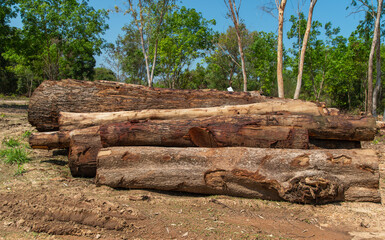 Wooden natural sawn logs as background, top view