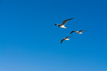 seagull flying high on the wind. flying gull. Seagull flying on beautiful clear blue sky