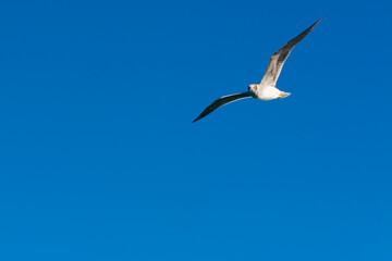 Fototapeta na wymiar seagull flying high on the wind. flying gull. Seagull flying on beautiful clear blue sky