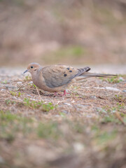 Mourning dove walking on the ground