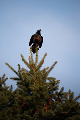 A perched common grackle in the morning light