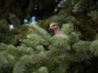 Mourning dove hidden in a tree