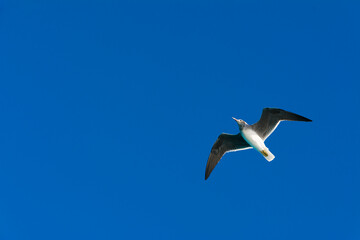 seagull flying high on the wind. flying gull. Seagull flying on beautiful clear blue sky