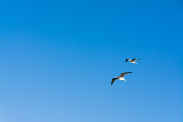 seagull flying high on the wind. flying gull. Seagull flying on beautiful clear blue sky