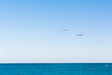 Fototapeta na wymiar seagull flying high on the wind. flying gull. Seagull flying on beautiful clear blue sky