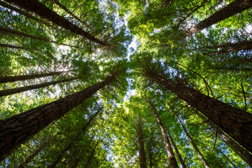 Fototapeta premium Rotorua Redwoods – Whakarewarewa Forest