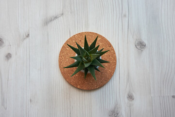 Planta Suculenta, diseño minimalista, corcho y madera blanca © GD Resources