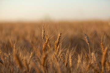 Wheat field in Ukraine. Ears of golden wheat close up