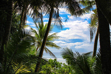 Obraz premium Palms by the Beach