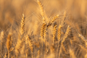 Ripening ears of yellow wheat field on the sunset in Ukraine. Rural landscape, reach harvest concept