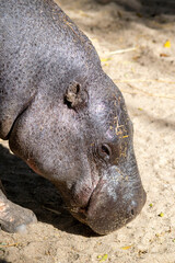 Obraz premium hippopotamus pigmeu