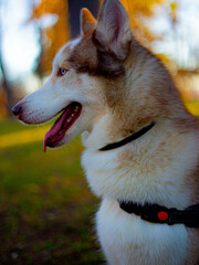 husky siberiano © Diego
