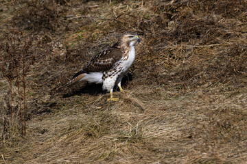 Red-Tailed Hawk Standing on Old Grass Field, Portrait in Winter