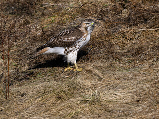 Red-Tailed Hawk Standing on Old Grass Field, Portrait in Winter