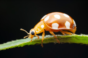 Ladybugs on wild plants, North China