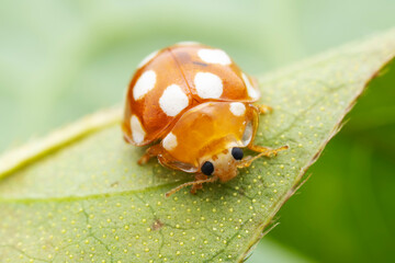 Ladybugs on wild plants, North China