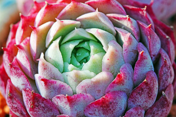 Close up of succulent plants in a greenhouse, North China