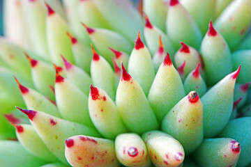 Close up of succulent plants in a greenhouse, North China