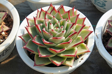 Close up of succulent plants in a greenhouse, North China